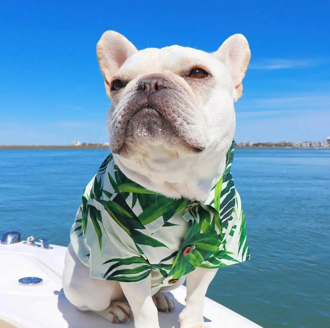 

Puppy summer clothes Hawaiian exotic clothes Spring Style Fighting Corgi Shiba Dog Denim Shirt Pet Home Clothes British style