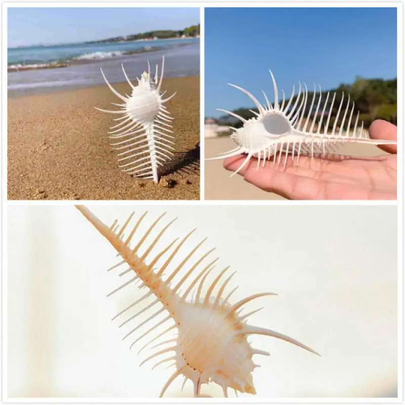 Ракушки из натуральных ракушек ракушки для украшения дома аквариум и коллектор