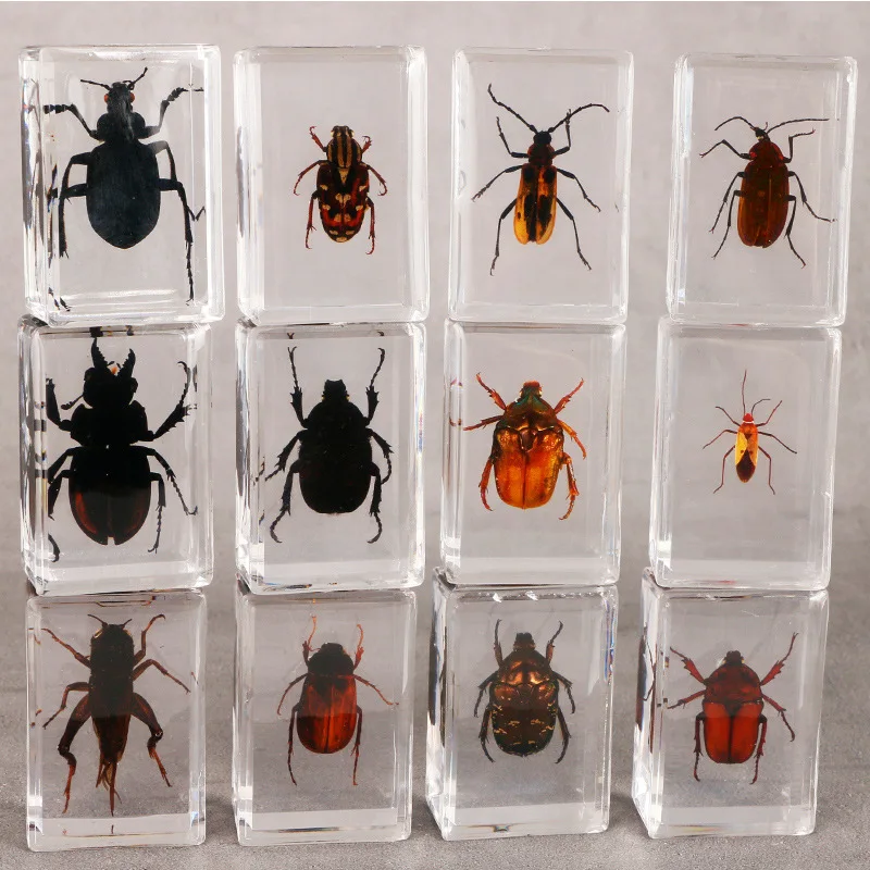 

Real Animal Home Decor Insect Resin Real Insect Scarab Spider Beetle Specimen Flower Marine Plant Teaching Gift Box Christmas