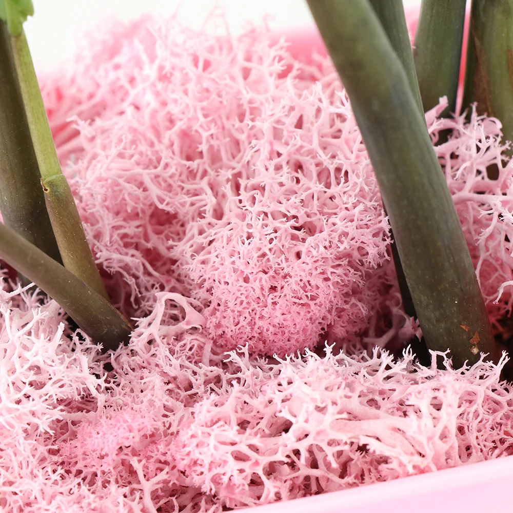 Микро пейзаж натуральный Норский олень мох сохраненный сушеный цветок ремесла