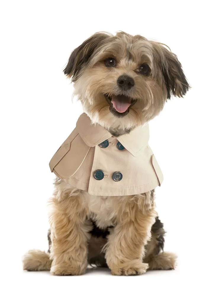 Teddy Bichon корги французский боевые британский стиль повязки Горячая распродажа!