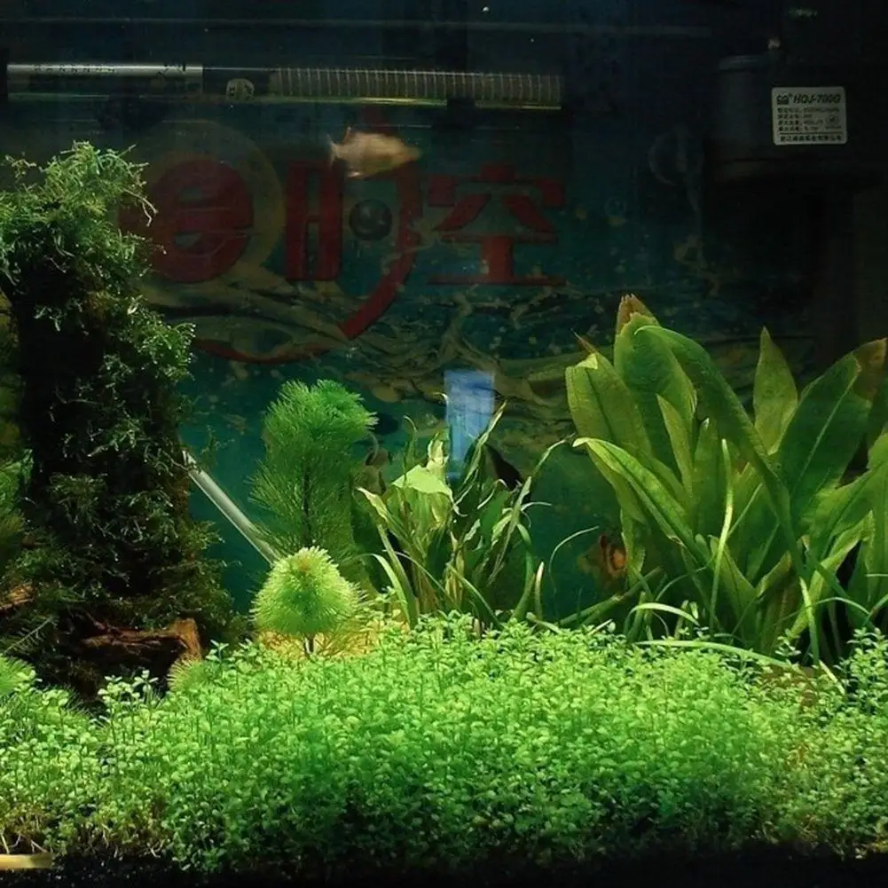 Живой зеленой шарик из морской водоросли моделирование растений в аквариуме