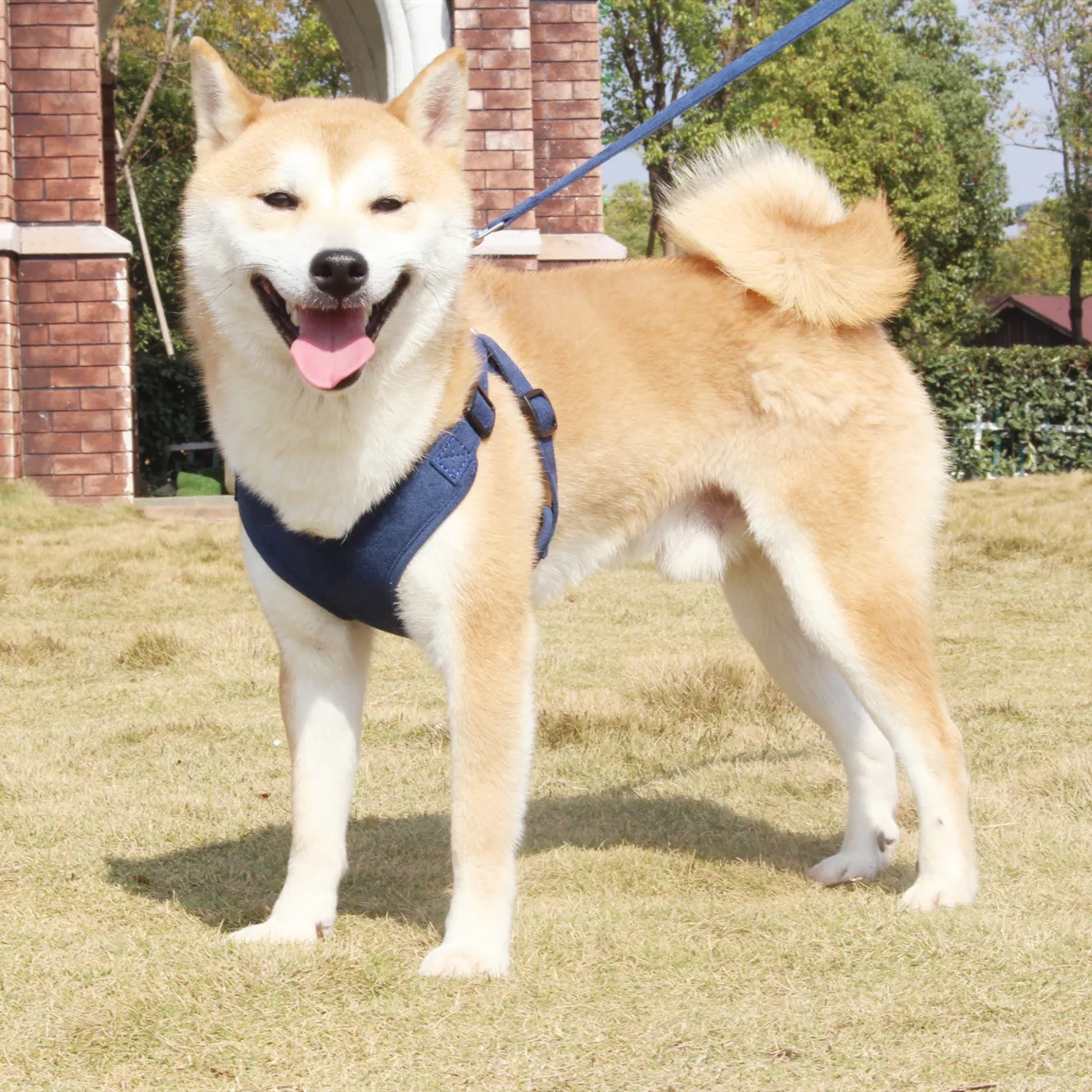 Жилетка поводок для собак не тянется прогулок на открытом воздухе щенков кошек