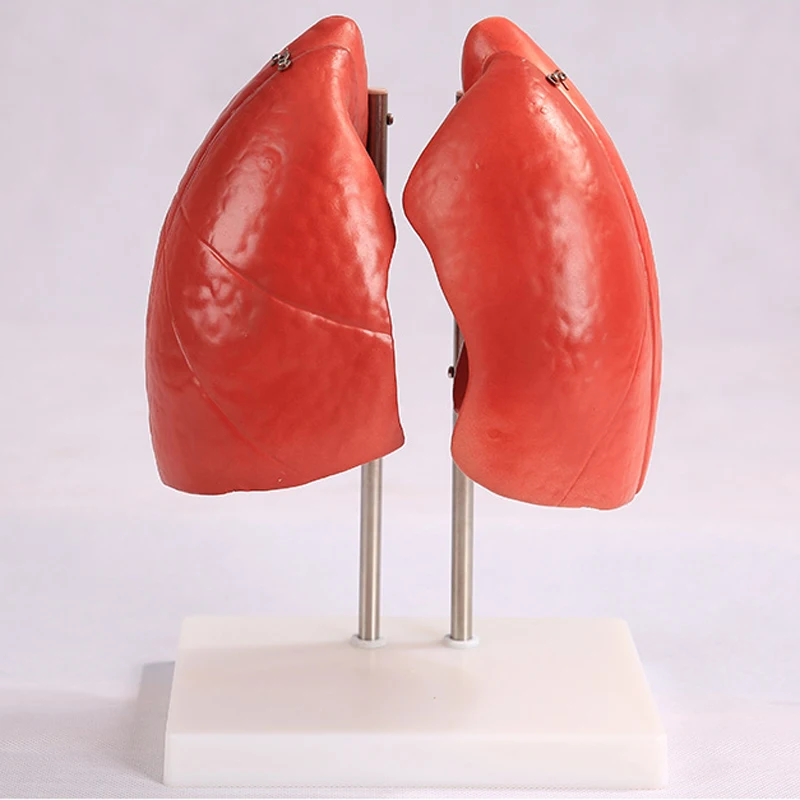 Разобранный человеческий инструмент для обучения | Канцтовары офиса и дома