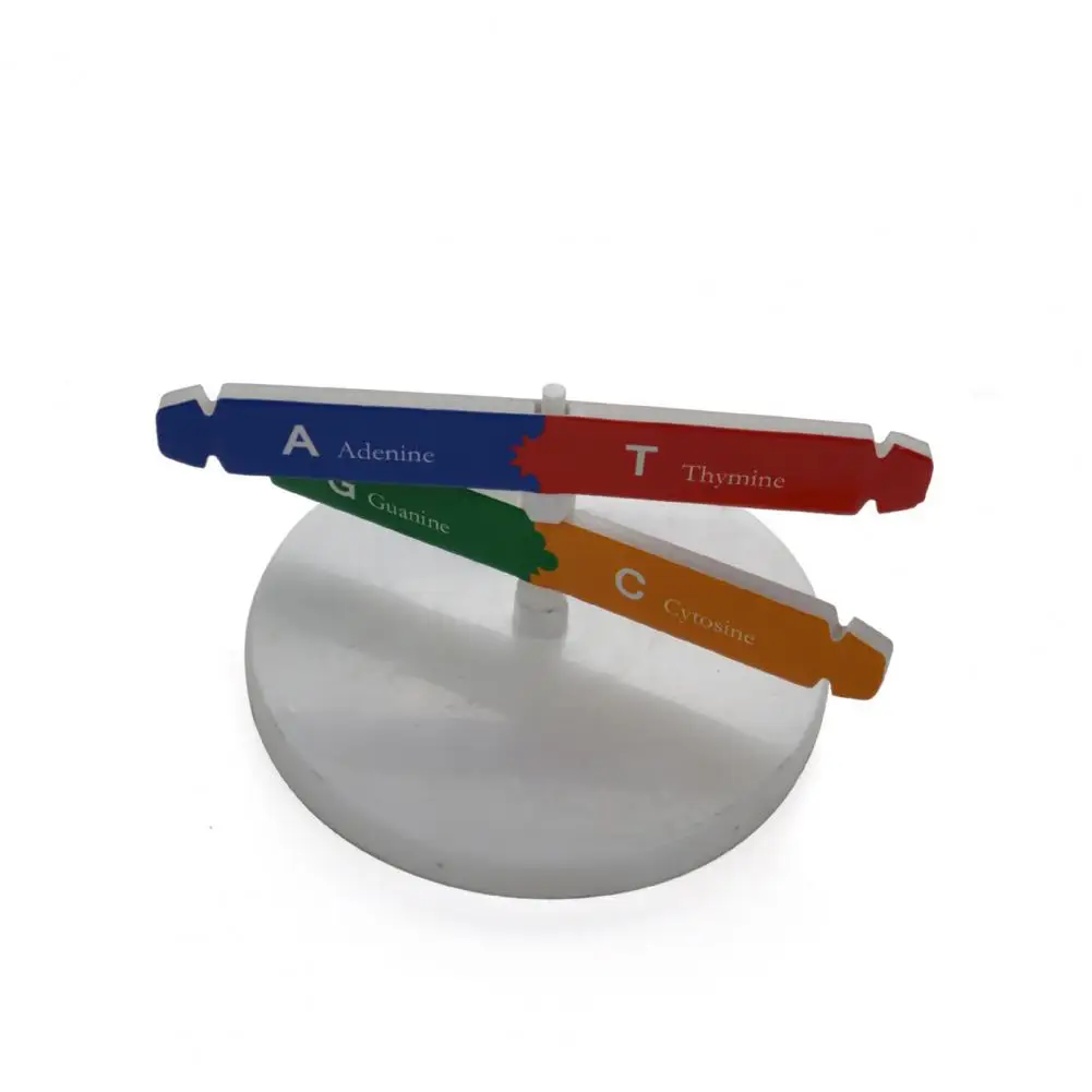 DNA Models Double Helix Structure Teaching Toy ABS DIY Human Genes for Biological Science For Kids Test Kit | Игрушки и хобби