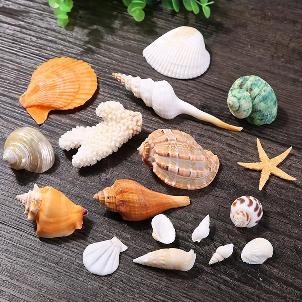 

One Box Natural Shells Conch Starfish Fish Tank Landscaping Decoration Ornaments Children's Diy Handmade Materials Boxed