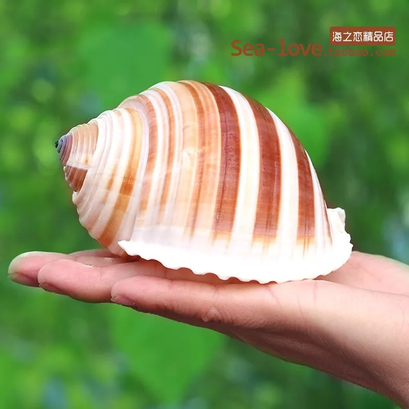 Новая морская улитка, натуральная раковина, большая раковина, аквариум, украшение для аквариума, ролл, моллюски, разведение, средиземноморская ракушка, горшок, мебель