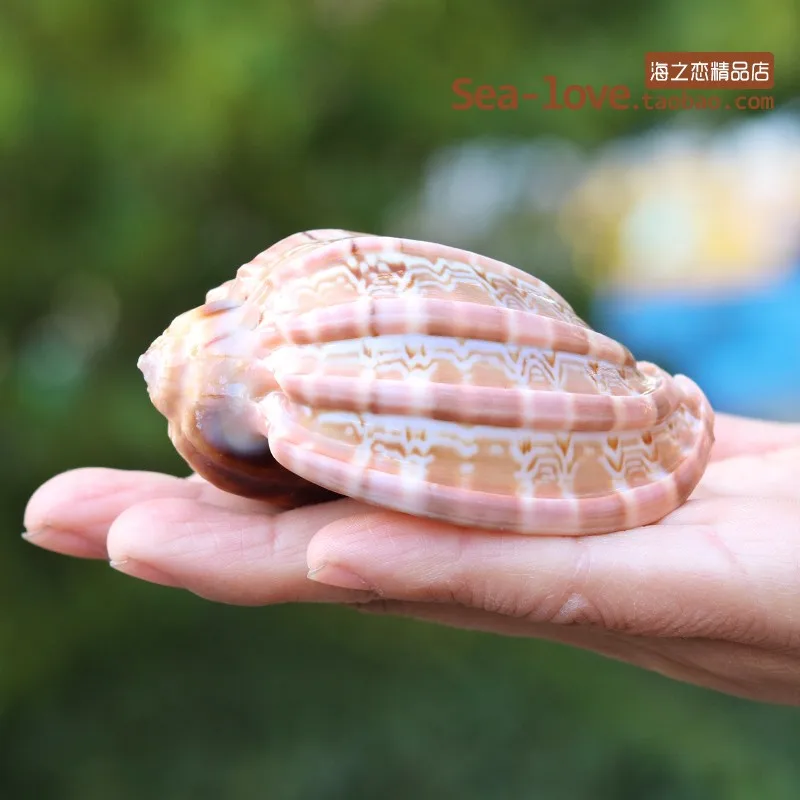 7-8CM Новая морская улитка, натуральная раковина, большая раковина, аквариум, украшение для аквариума, ролл, моллюски, разведение, средиземноморская ракушка, горшок, мебель - Цвет: 7-8CM