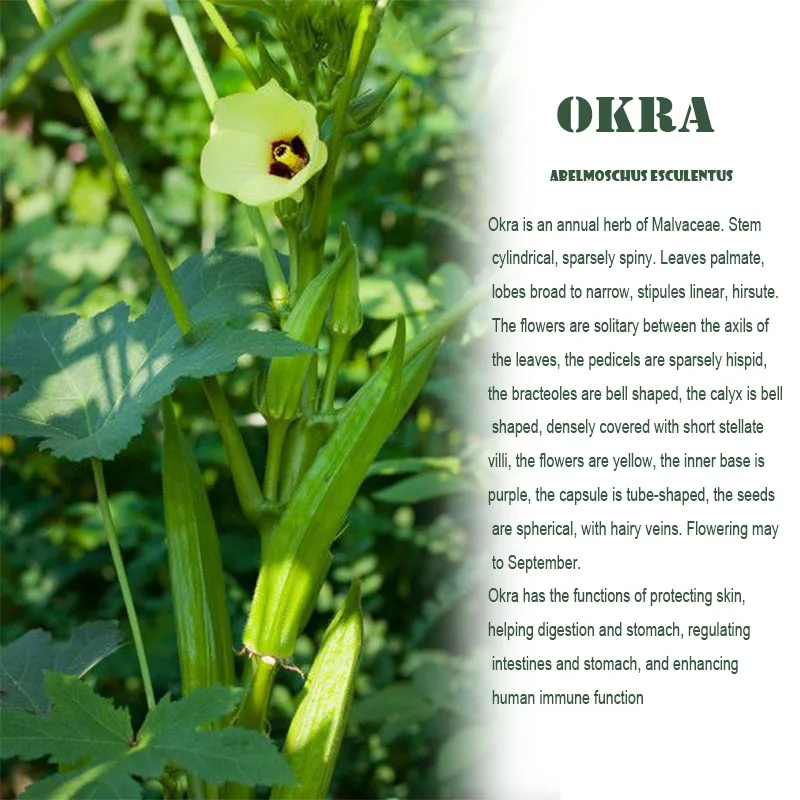 

Dried okra ready to eat vegetables crispy okra chips dehydrated 500g dehydrated vegetables dried snacks bulk bag