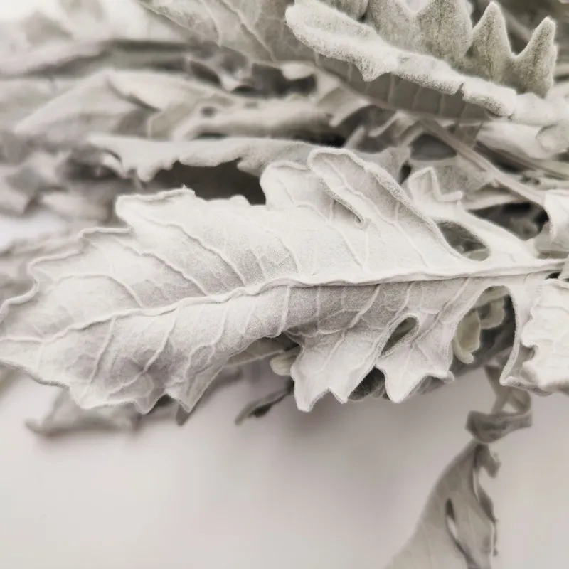 

Air-Dried Natural Real Silver Leaf Chrysanthemum 30g Enecio Cineraria Plant For DIY Home Decor Flowers Arrangement