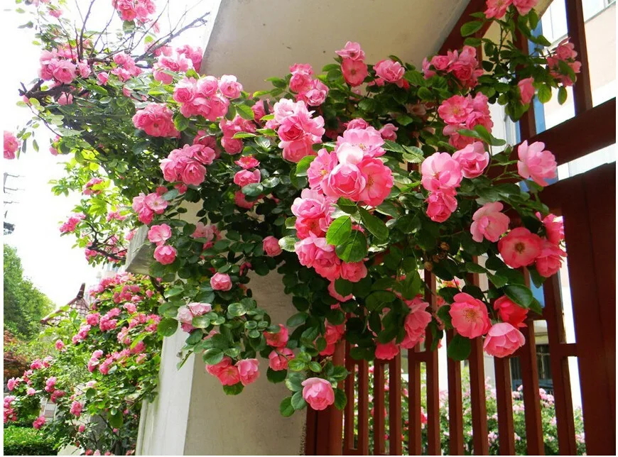 Rosa, альпинизма, растения, polyantha Rose, платье с цветочным узором в китайском карликовые деревья, альпинизма, розы, сад, 200 шт./пакет