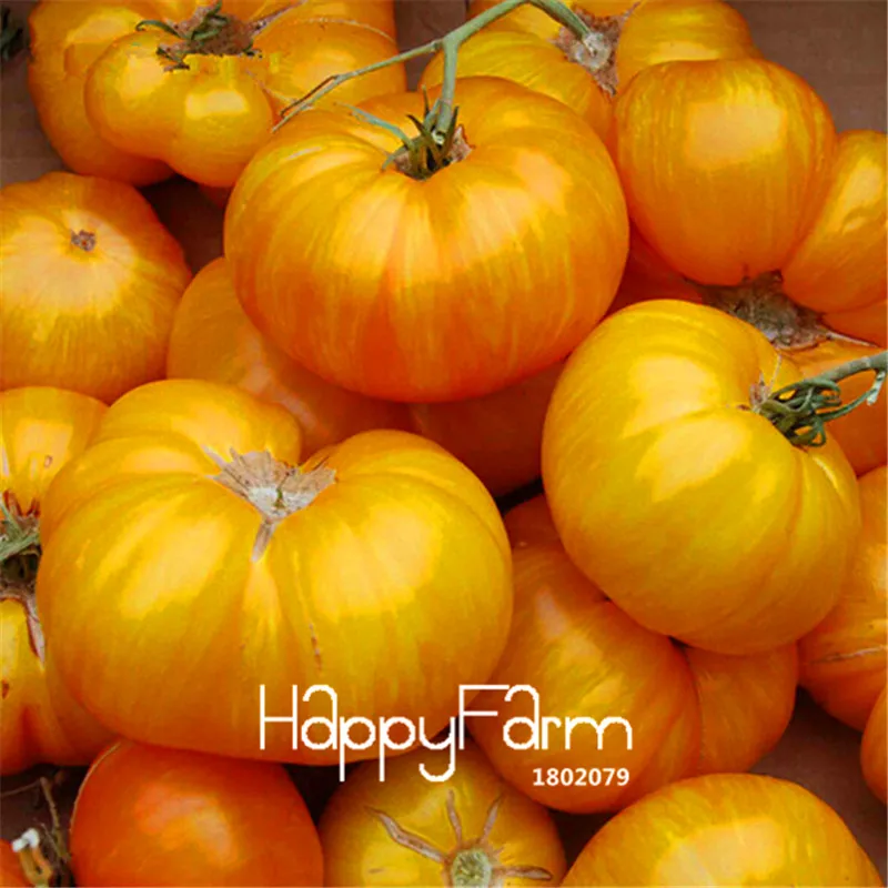 New Fresh 20 Pcs/Lot Rainbow Tomato Plants, bonsai organic vegetable& fruit Plantas,potted plant for home&garden - Цвет: 3