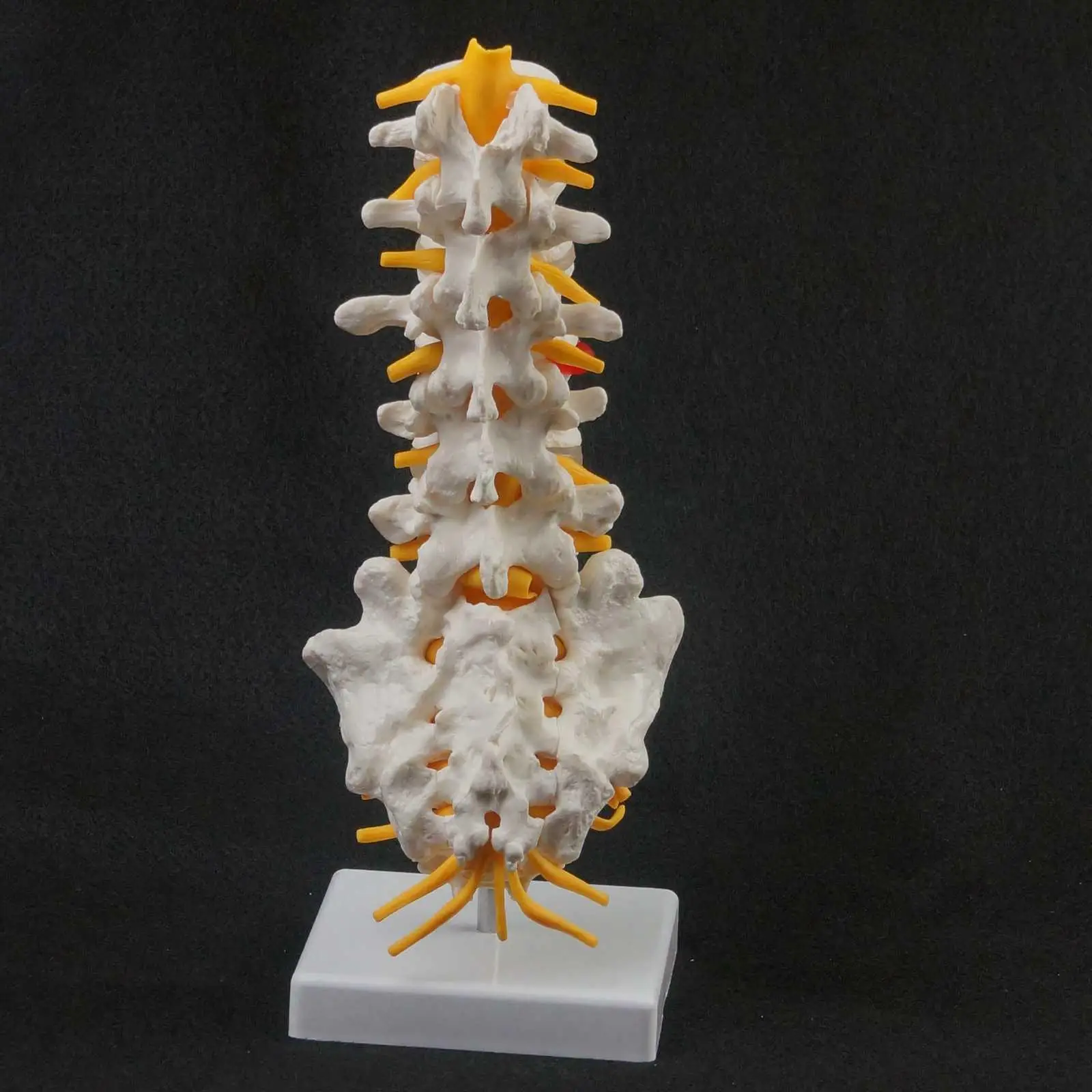Human Lumbar Spine Caudal Vertebra Structure Intervertebral Disc Joint Model | Канцтовары для офиса и дома