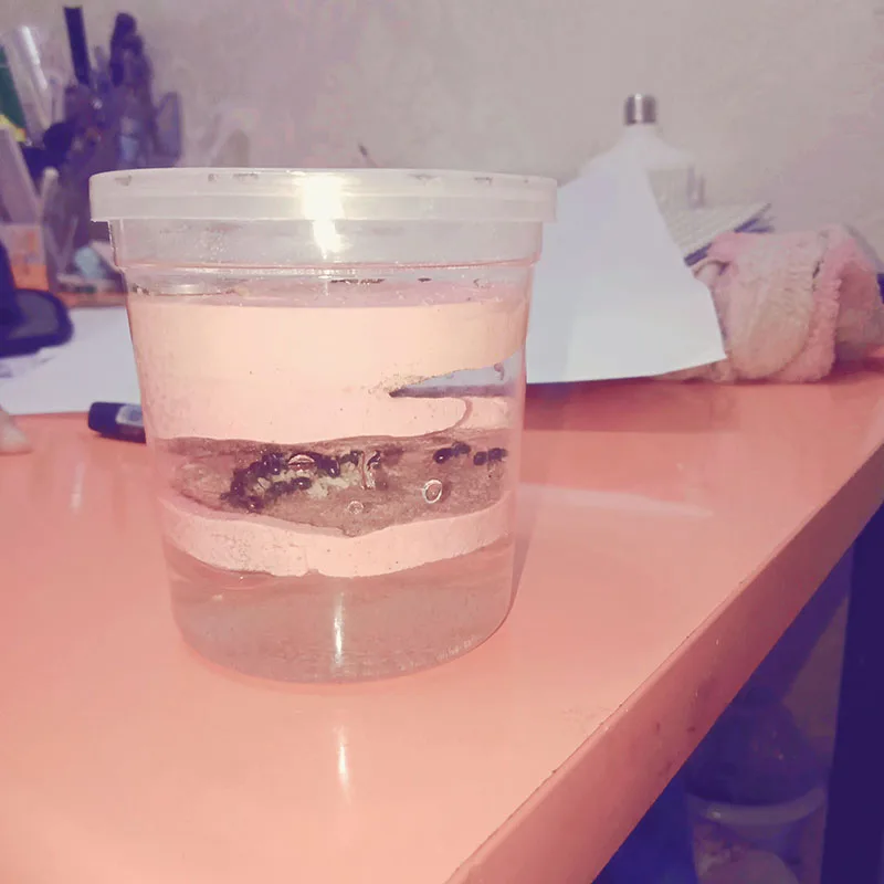 Мини пластырь гнездо муравьиная ферма цех разведения муравьев декоративная