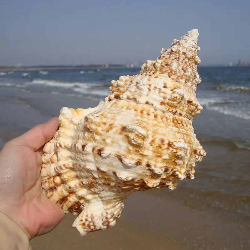 

Natural Sea Snail Large Intact Artware DIY Decoration Storage Conch Shells Delicate Container for Potting Plants Candle Holder