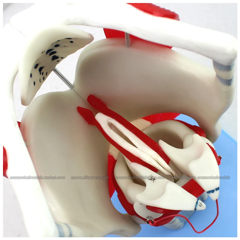 

12507 / Anatomical Structure of Laryngeal Cartilages, Medical Science Educational Teaching Anatomical Models