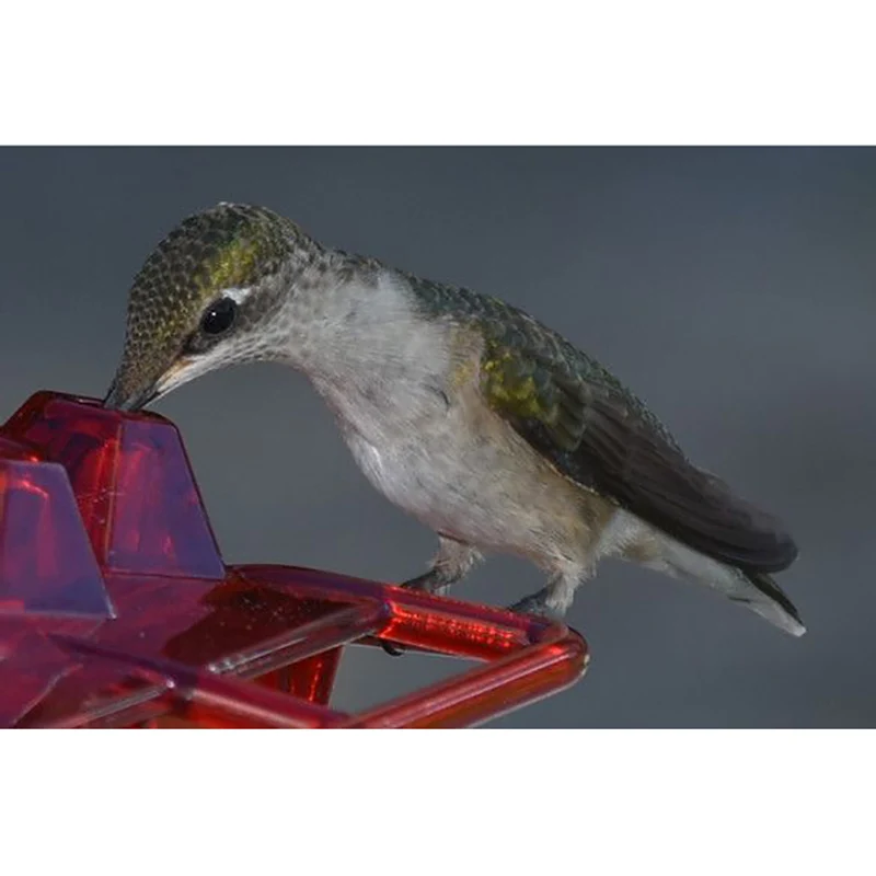 

For Little Birds With Perch And Built-In Moat Diamond Shape Mary's Sweety Hummingbird Feeder