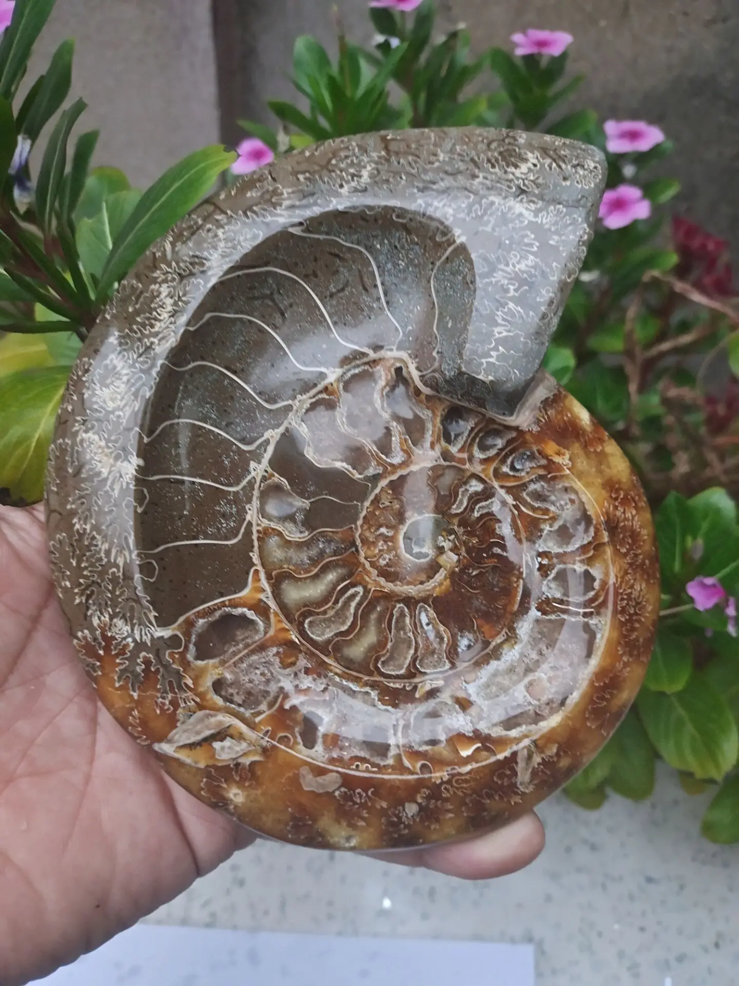 Натуральный аммонит грубый образец ископаемый | Дом и сад