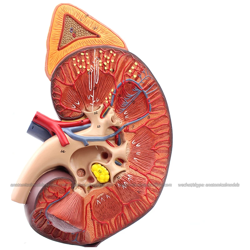 12430/медицинская анатомическая модель человеческих почек на подставке размер в
