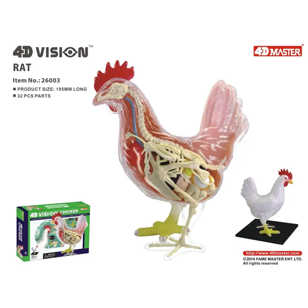4D Vision Chicken Anatomy Model Assembling Toy Animal Organ Medical Teaching DIY Popular Science Appliances |