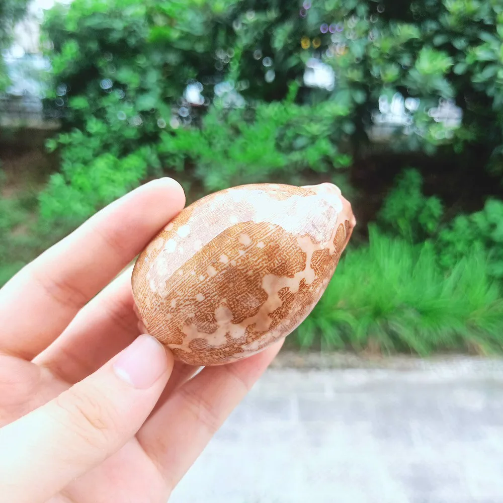 Ракушки из натуральной карты ракушки морские домашний декор пляжные свадебные