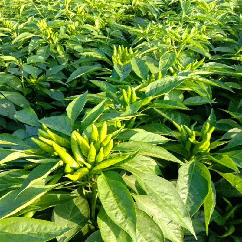 1 кг агрохимический гиббереллин palnt акселератор роста и регулятор урожайности