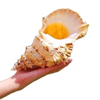 1pcs big size natural conch sea shell big conch shell for home decoration or gift