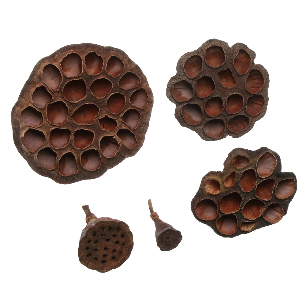 1 шт. натуральный искусственный сушеный Лотос эмуляция прессованные цветы