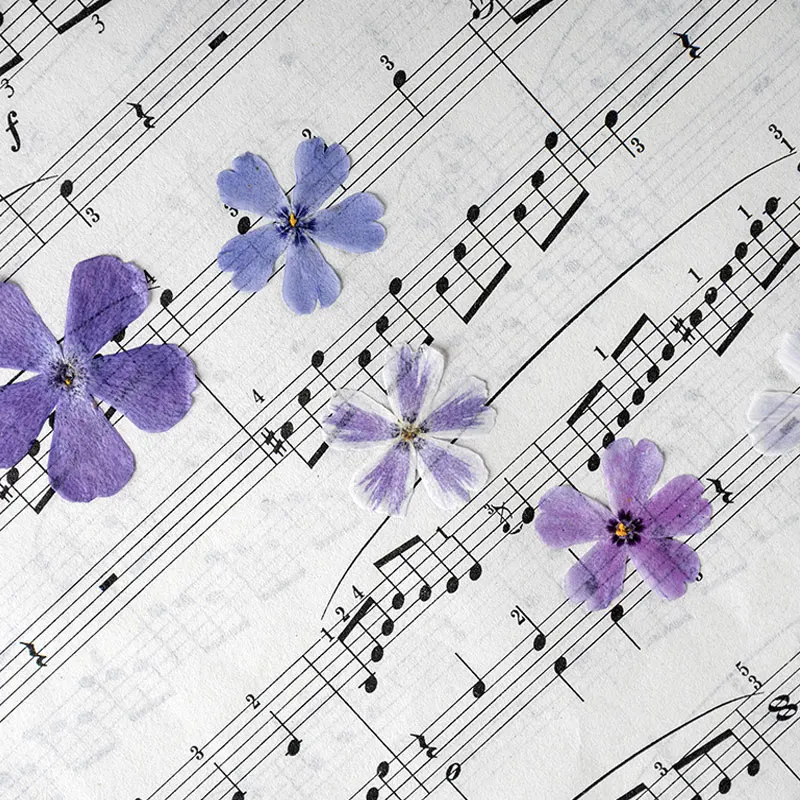 Сушеные цветы круглой формы для рукоделия бесплатная доставка 120 шт. | Дом и сад