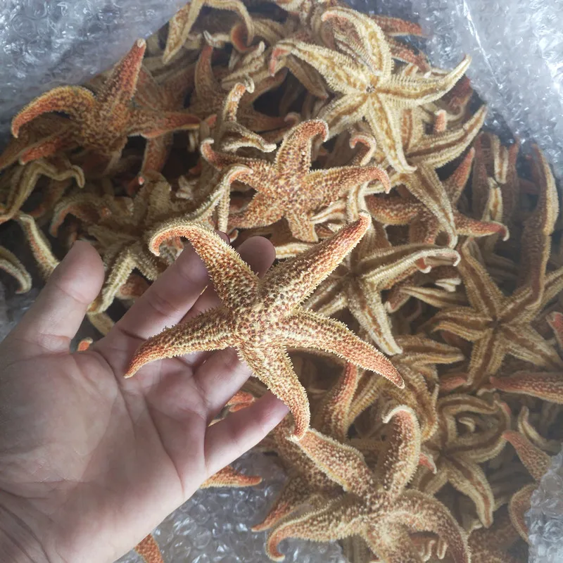 5 шт. натуральная морская звезда шипы Морская звезда высушенные особи Бэйдайхэ оболочки Средиземноморский Стиль Свадебные украшения