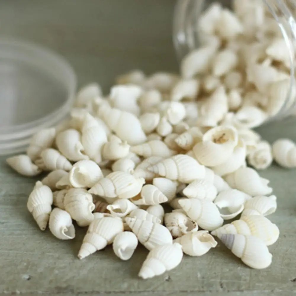 

50% Hot Sale 100 Pieces Small Beautiful Top Rare Real Sea Shell Conches Xmas Gift