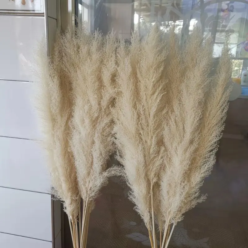 

80CM Real Dried Pampas Grass Decor Wedding Flower Bunch Natural Plants Decor Dried Flower Home Decorations Big Reed Photography