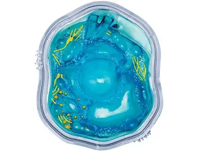 4D мастер биологическое обучение ботанический сад отображает ячейки сборки