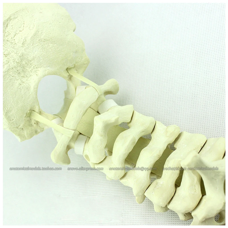 Модель 12322/ CMAM имитация костей шейный отдел позвоночника с затылочной