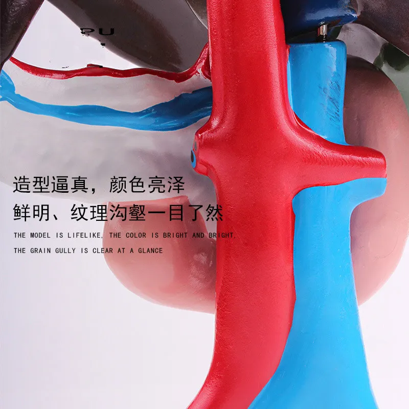 Манекен для тела человека модель манекена хирургической и медицинской практики