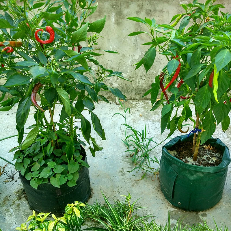 7 10 галлонов Большая распродажа растений горшок Ранняя ткань для картофеля