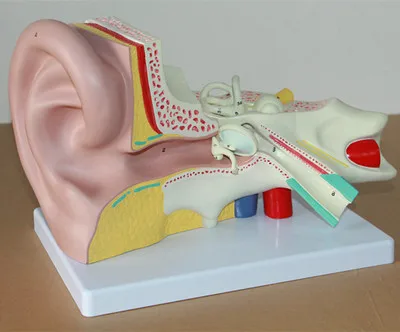 Ear anatomy of the inner ear labyrinth ENT model of the human auditory system model 21*32*13cm