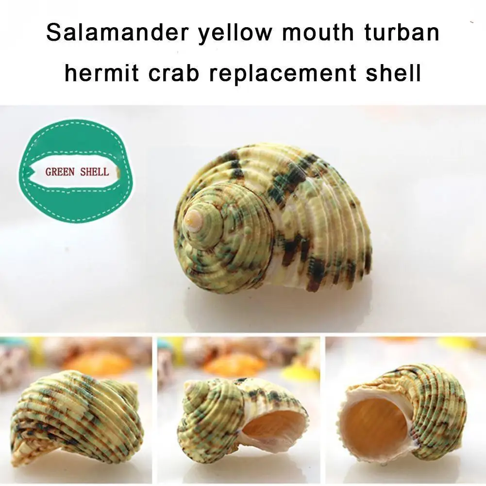 

Creativity Natural Tapestry Turban Snail Hermit Crab Chopstick Shell Fish Specimen Collect Tankd Stand Decor Replacement Di L7V5