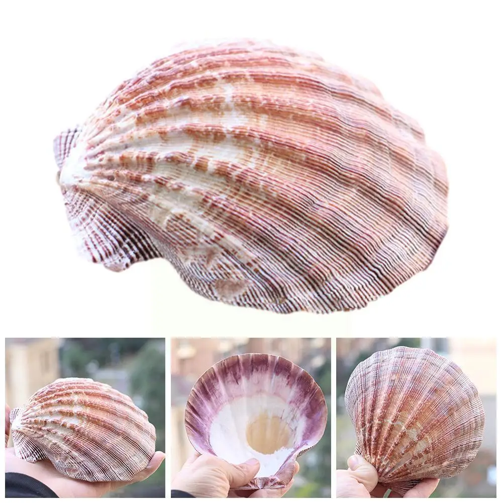 

S Natural Conch Ornaments Fish Aquarium Pot Fish Scallop Fruit Ashtray Couple Plate Flower R5x8