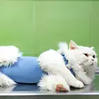 Костюм профессиональный для отлучения кошек, однотонная хлопковая ткань для восстановления РАН, защита от лизания после родов, товары для одежды для питомцев и котят
