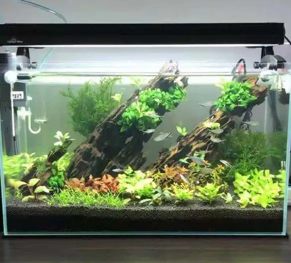 

supply shrimp wood 20-40cm