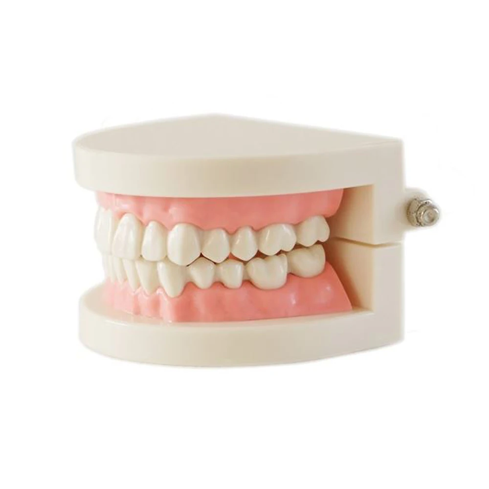 Медицинский учебный инструмент модель зубов Стоматологическая специальное