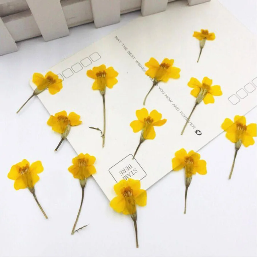 60 шт с диагональю экрана 3 6 см прессованный высушенный Tagetes Patula L. Желтый цветок