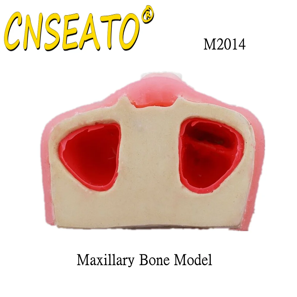 Стоматологическая модель зубов зубной тренажер для тренировки подъема кости в