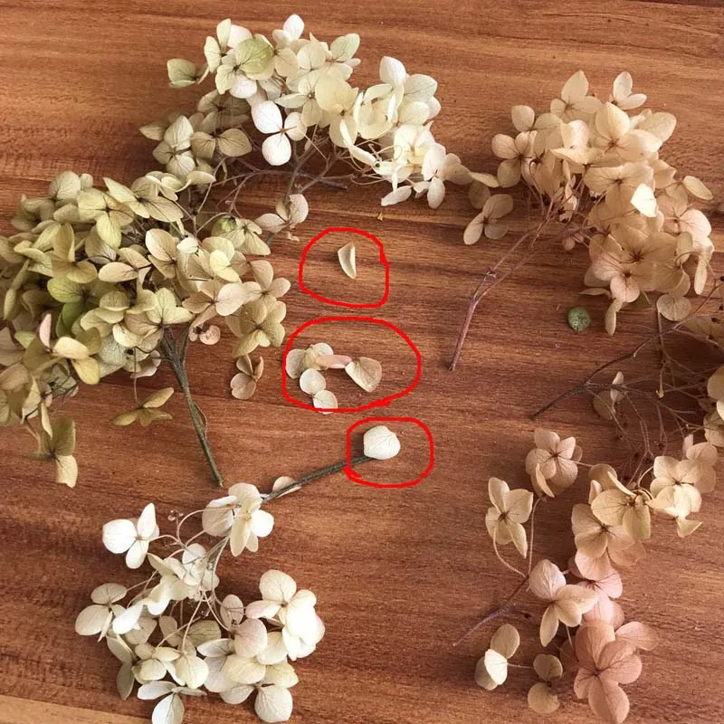 4-4 5 г/лот высококачественные натуральные свежие консервированные цветы сушеные