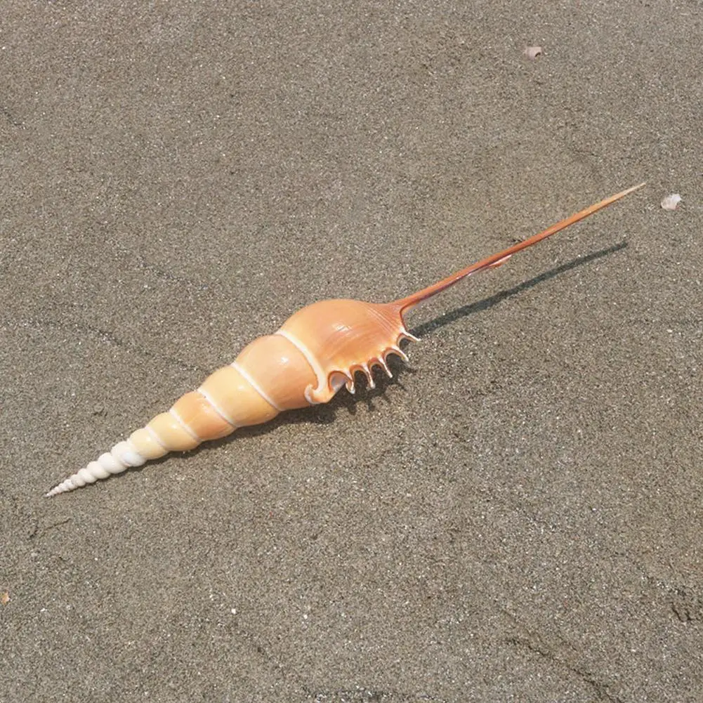 

Proboscis Natural Conch Fish Photography Rare Background Props Look Good Landscaping Collection U7i8
