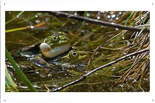 

Постер с животными мира-жестяной знак лягушки