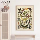 Винтажный постер с изображением бабочек и насекомых, Картина на холсте с принтом бабочки, Современное украшение для учебной комнаты