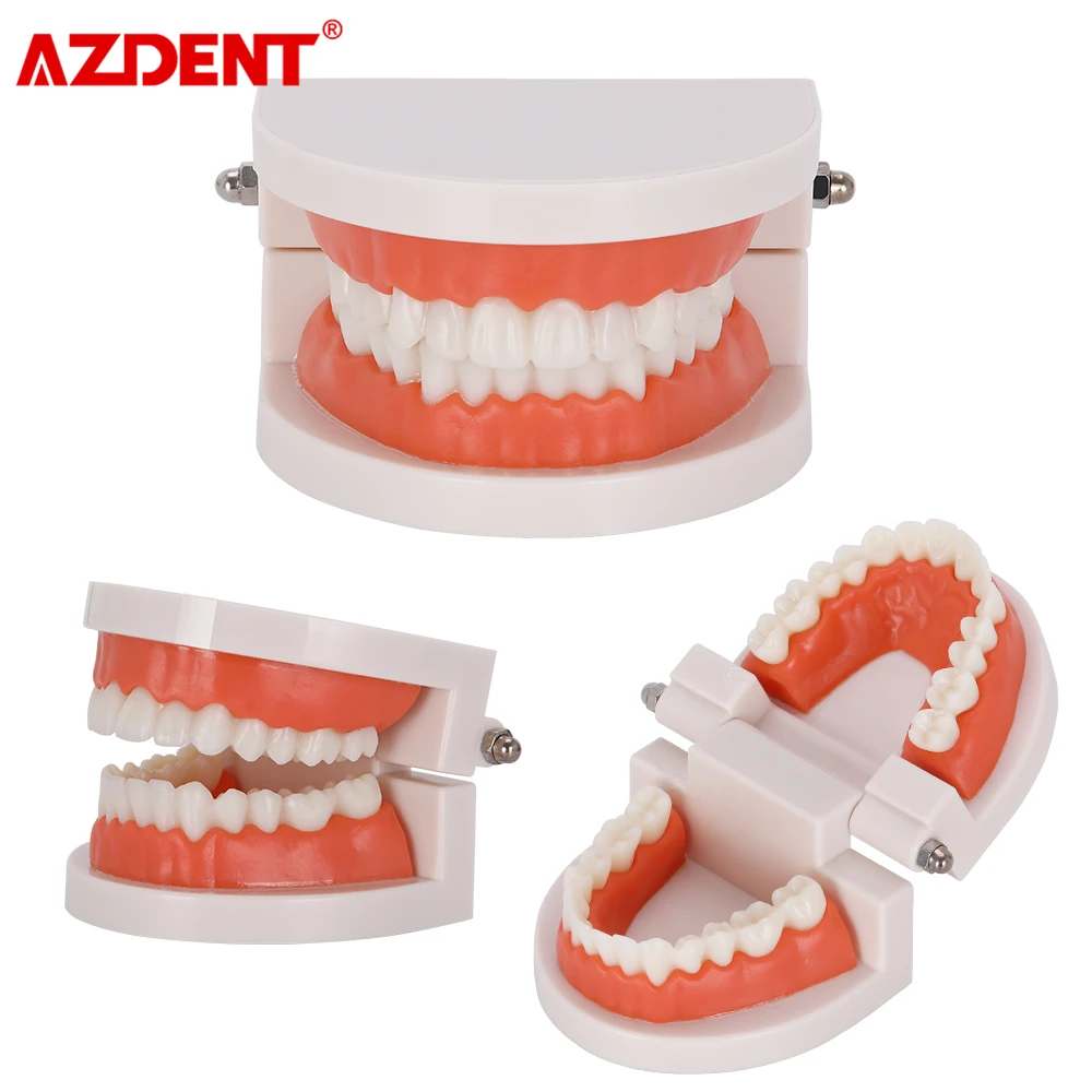 1: 1 Стандартный зубная литейная форма Стоматологическая модель зубов ПВХ