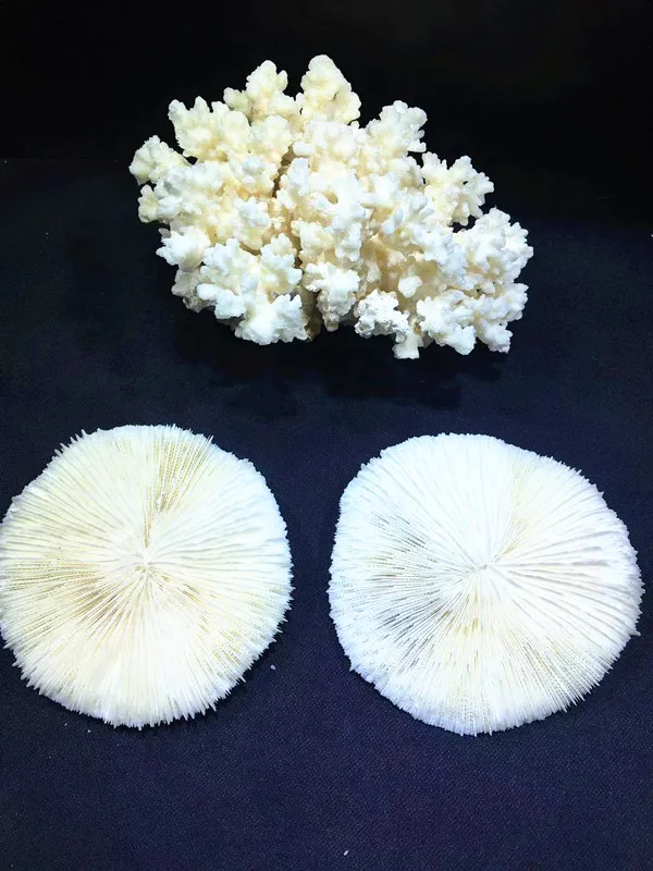 

Natural submarine fossil coral specimen. Home decoration chakra
